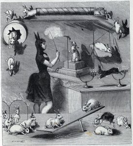 Les rabbits dresses du Nouveau Cirque Párizsban: nyúljelmezben lévő tampter, amely megtanítja a különböző számokat az állatnak. Metszet a „” La Nature”-ben 1890. Magángyűjtemény. alkotó: Unknown artist