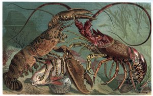 Homár és homár - Homarus és európai tüskés homár - metszet Alfred Edmund Brehm (1829-1884) "" Brehm