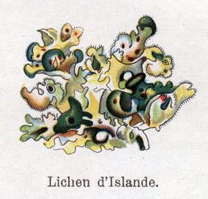Gyógy- és élelmiszer-botanikai növények: Izlandi zuzmó. Friedrich Eduard Bilz (1842-1922) vésése „La medicine naturelle”-ba alkotó: Unknown artist