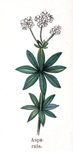 Gyógy- és élelmiszer-botanikai növények: asperula. Friedrich Eduard Bilz (1842-1922) vésése „La medicine naturelle”-ba alkotó: Unknown artist