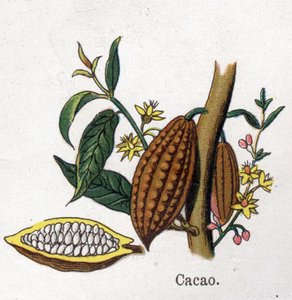 Gyógy- és élelmiszer-botanikai növények: kakaó. Friedrich Eduard Bilz (1842-1922) vésése „La medicine naturelle”-ba alkotó: Unknown artist