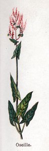 Gyógy- és élelmiszer-botanikai növények: sóska. Friedrich Eduard Bilz (1842-1922) vésése „La medicine naturelle”-ba alkotó: Unknown artist