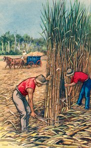 Férfiak cukornádat vágnak Queenslandben, Ausztrália, 1935 körül (nyomat) alkotó: Unknown Artist