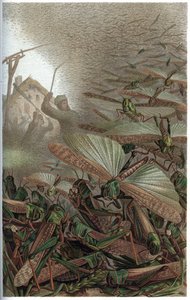 Vándorló sáska – A vonuló sáska (Locust migratoria) – metszet Alfred Edmund Brehm (1829-1884) „” Brehm