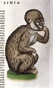 Majom a Historia Animalium után, Conrad Gesner, Tiguri, 1560. Biblioteca Nazionale Braidense. Milánó alkotó: Unknown artist