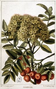Hegyi kőris - botanikai tábla alkotó: Unknown artist