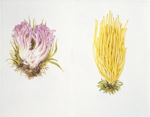 Gomba alkotó: Unknown artist