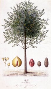 Myristica fragrans - Muscadier (Myristica officinalis). botanikai tábla alkotó: Unknown artist