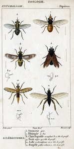 Természettudományi tábla. Rovartan. Dipteres család. Szklerostómák: 6. Szürke stomox; 7. Csőrös rhingia; 8. Vakító Krizopszid; 8a. profilfej; 9. Taon negre; 9a. profilfej; 10. Crabroniforme asylum; 10a. profilfej; 11. testesítsd meg a szőrös lábakat; n.a. alkotó: Unknown artist