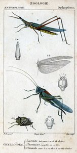 Természettudományi tábla. Rovartan. Az ortopterek családja. Grylloides: 1. Sáska nagyon zöld. 1.a. az elülső fej; 2. A Pneumore ízlelőbimbókkal rendelkezik; 2.a. a feje; 3. Nasu truxal; 3.a. fej; 3.b. kiterjesztett szárnyak. alkotó: Unknown artist