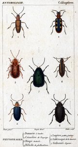 Természettudományi tábla. Rovartan. A coleopterek családja. Fitofágok: 1. Sávos donácia; 2.Spárga criocere; 3. Hisp tesztelt; 4. Phellandrium helode; 5. Lupere sárga lábak; 6. Tansy galéria; 7. Selymes firka. alkotó: Unknown artist