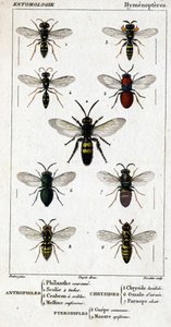 Természettudományi tábla. Rovartan. Hymenopteres család. Antofilek: 1. Philanthi korona; 2. Scoile 4 folt; 3. Crabron szűrése; 4 Melline ruficorne. Chryside: 5. Lucidulous Chryside; 6. Brain Omalum; 7. Parnope hús. Pterodiples: 8. közös terület; 9. Masar alkotó: Unknown artist