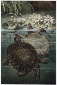 Nílusi lágyhéjú teknős – Az afrikai lágyhéjú teknős vagy nílusi lágyhéjú teknős (Trionyx triunguis) – metszet Alfred Edmund Brehm (1829-1884) „” Brehm