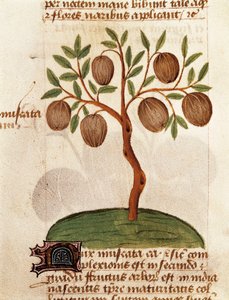 Szerecsendió, Gyógynövények leírása és elkészítési módja. Oldal Pedanius Dioscorides "Treatise on gyógynövényekről" (Tractatus de herbis) kéziratából alkotó: Unknown artist