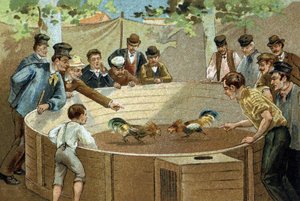 Régi szokás, amelyet Flandria vidékén ünnepeltek: kakasviadal. A 19. század végének kromolitográfiája. alkotó: Unknown artist