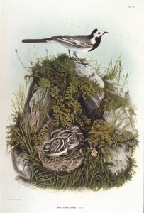 Madártan: szürke bergeronnet (motacilla alba) fiókái fészkének közelében. 19. századi állattani tábla alkotó: Unknown artist
