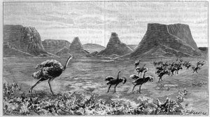 Strucc mentes Afrika déli részén. Metszet 1895-ből Lichtenstein 1804-es rajzából. alkotó: Unknown artist
