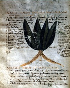 Apulee (Lucius Apuleius) (kb. 125-kb. 180) kéziratának lapja, "A gyógynövények erejéről", 8. vagy 9. század. Lucca, Kormányzati Könyvtár. alkotó: Unknown artist