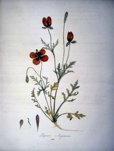 Papaver Argemone (A mák argemone virága és növénye). 19. századi herbárium. alkotó: Unknown artist