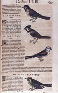 Conrad Gesner (1516-1565), Tiguri Passereaux in Historia Animalium alkotó: Unknown artist