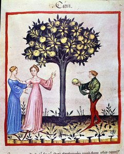 Cédrus szedése, a cédrus gyümölcse. Megvilágítás az orvostudomány és a dietetika fejéséből "" Tacuinum sanitatis"" alkotó: Unknown artist