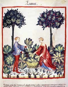 Saláta szedése. Megvilágítás az orvostudomány és a dietetika fejéséből "" Tacuinum sanitatis"" alkotó: Unknown artist