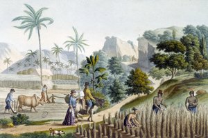 Rizs csírázása és ültetése Guam-szigeten (Mikronézia) alkotó: Unknown artist