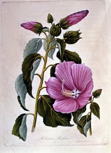 Rózsaszín ibiszkusz. Botanikai tábla. Metszés. alkotó: Unknown artist