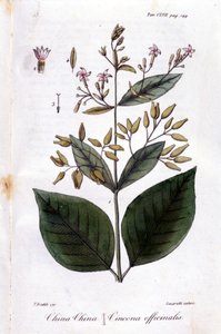 Quinquina (Cinchona Officinalis) tányérja. alkotó: Unknown artist