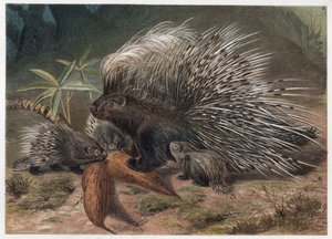 Sertéshús eposz a krétán (porc-epikus) - A tarajos sertéshús (Hystrix cristata) - metszet Alfred Edmund Brehm (1829-1884) „” Brehm