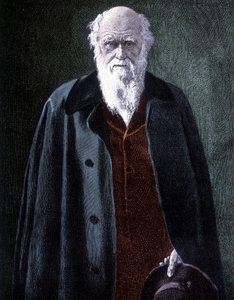 Charles Darwin brit természettudós (1809-1882) portréja alkotó: Unknown artist