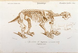 Őstörténet: Megatherium (az elefántfélék családjába tartozó szárazföldi lusta) fosszilis emlős csontváza. Charles D