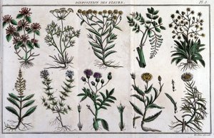 A virágokkal kapcsolatos rendelkezések: a „” Flora Françoise-ban, vagy a Franciaországban természetes módon növekvő növények rövid leírása, egy új elemzési módszer szerint rendezve, amelyhez csatoljuk az idézetet kevésbé egyértelmű erényeikről az orvostudo alkotó: Unknown artist