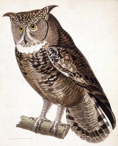 Raptor: afrikai bagoly. 19. századi metszet alkotó: Unknown artist