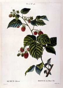 Málna és gyümölcs: 19. századi botanikai tábla. alkotó: Unknown artist