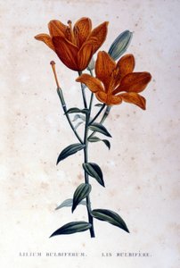 Vörös hagymás liliom. 19. századi metszet. alkotó: Unknown artist