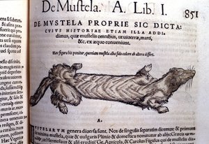 A menyéthez kapcsolódó mustella (mustellák családja) ábrázolása - Conrad Gesner (1516 - 1565), Tiguri Historia Animaliumban alkotó: Unknown artist