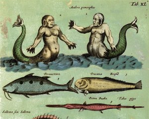 Sziréna és triton ábrázolása, egy fantasztikus tengeri lény, amelyet egy állattani atlasz ír le. Részlet. 17. század alkotó: Unknown artist