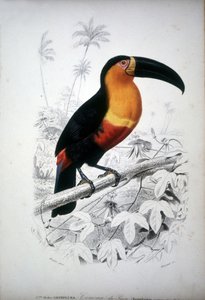 Egy tukán, dél-amerikai madár ábrázolása. 19. századi metszet. alkotó: Unknown artist