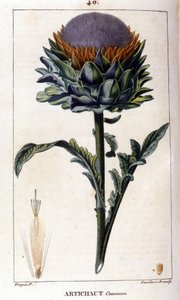 A közönséges articsóka ábrázolása. Botanikai tábla. 19. század. alkotó: Unknown artist