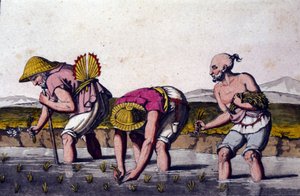 Rizstermesztés Kínában. 19. századi nyomtatvány. alkotó: Unknown artist