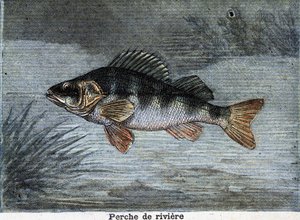 Folyami sügér. Metszet 1897-ből alkotó: Unknown artist