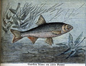 Roach fehér vagy képes rózsa. alkotó: Unknown artist