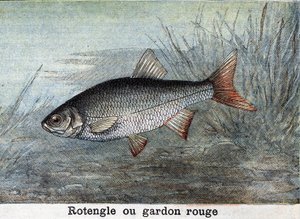 Rotengle vagy vörös csótány Metszet 1898-ból alkotó: Unknown artist