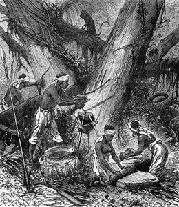 Gumi betakarítása Malajziában Erdő (metszet) alkotó: Unknown Artist