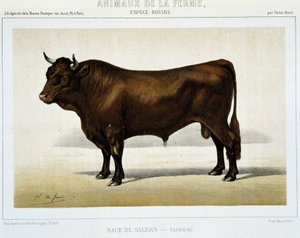Salers Bika fajtája – a „” Farm Animals” kategóriában” alkotó: Unknown artist