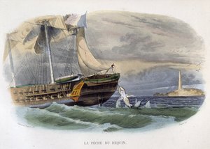 Cápa horgászat – „Lacepède természettörténetében” alkotó: Unknown artist