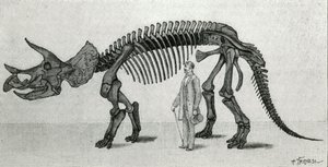 Egy Triceratops prorsus csontváza alkotó: Unknown artist
