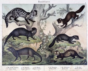 Kis karuázók. a „Natural histories of mammals” című kiadványban, szerk. Schreiber alkotó: Unknown artist