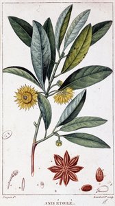 Csillagánizs - botanikai tábla alkotó: Unknown artist